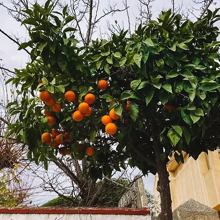 Family Casa Kuka I Wonderful Terrace With Saltwater Pool And Bbq Area I In Walking Distance I Pets Welcome * Fuengirola